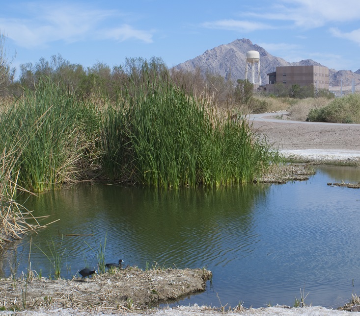 Wash (wetland)